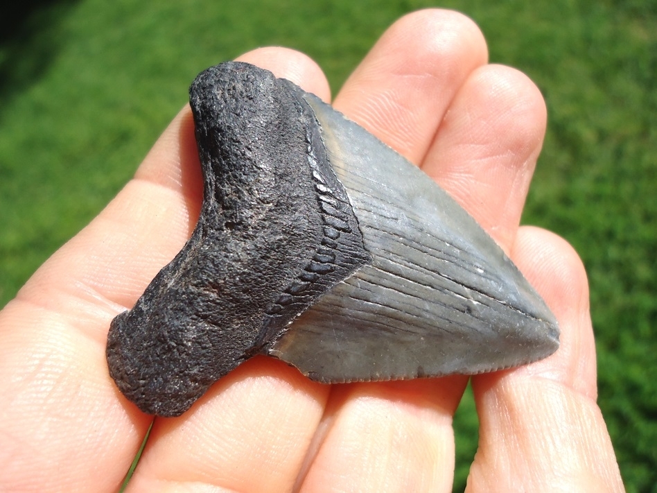 Large image 2 Bargain Price Megalodon Shark Tooth