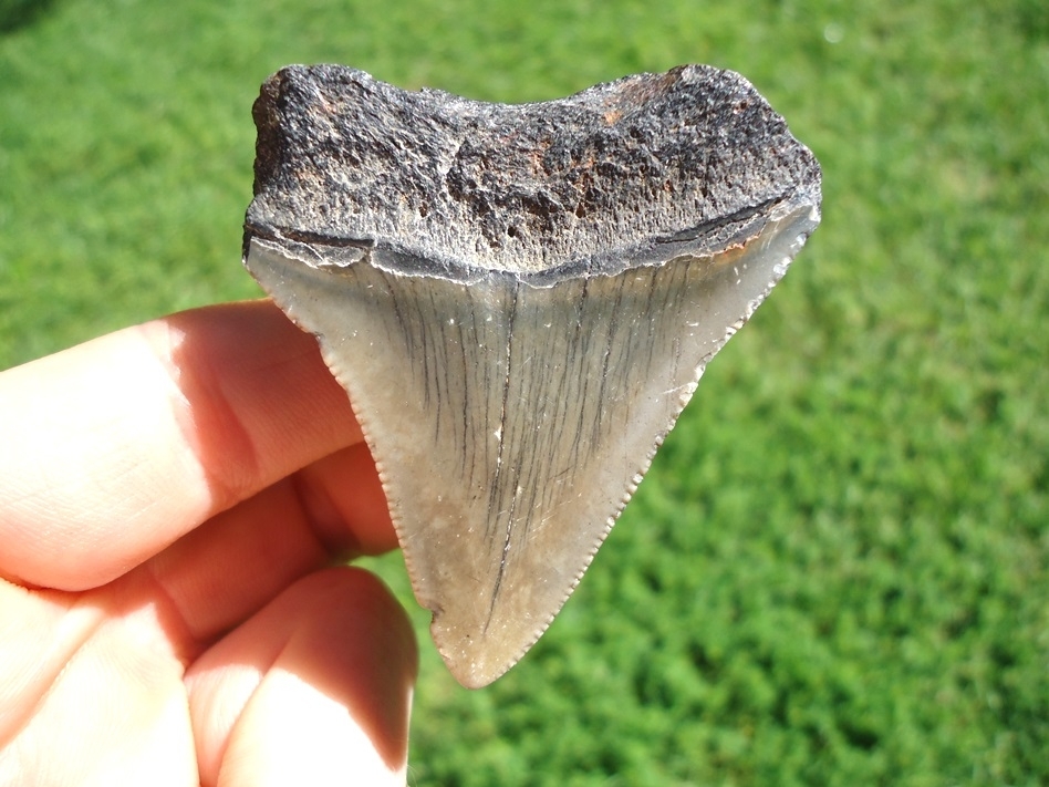 Large image 1 Bargain Price Megalodon Shark Tooth