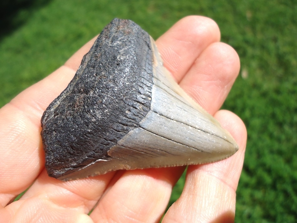 Large image 2 Bargain Price Megalodon Shark Tooth