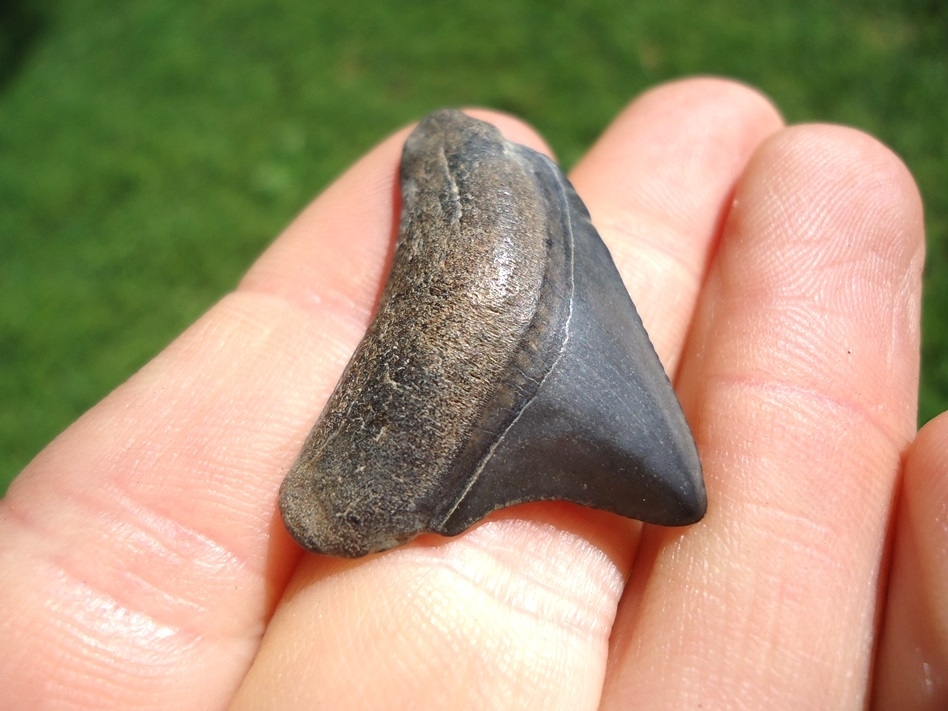 Large image 2 Bargain Price Megalodon Shark Tooth