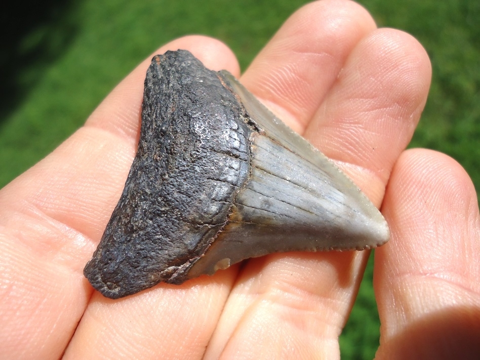 Large image 2 Bargain Price Megalodon Shark Tooth