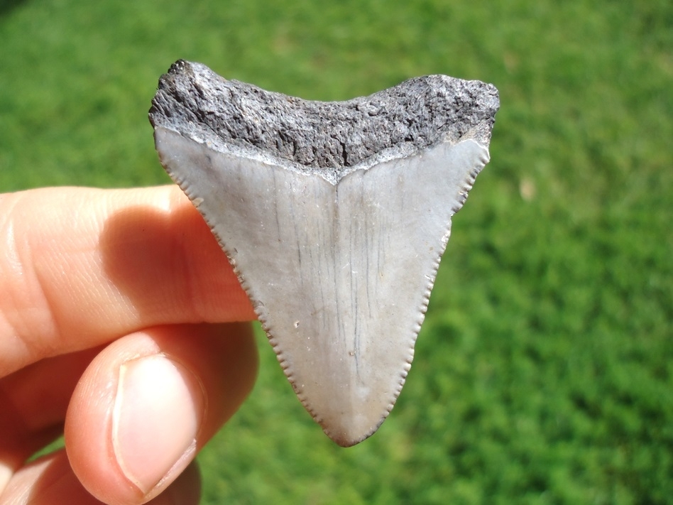 Large image 1 Bargain Price Megalodon Shark Tooth