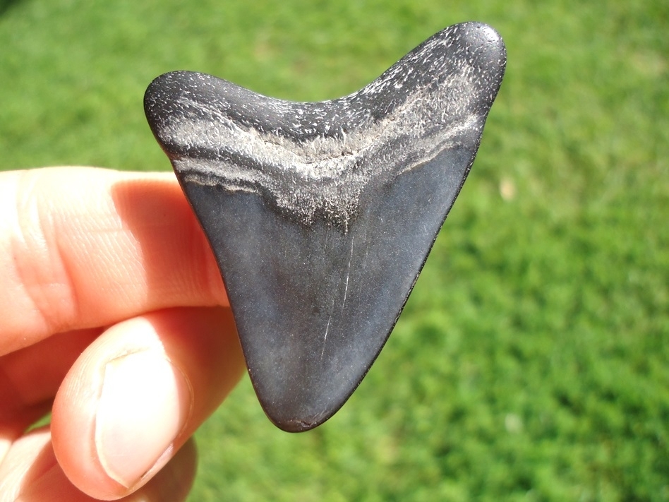 Large image 1 Bargain Price Megalodon Shark Tooth