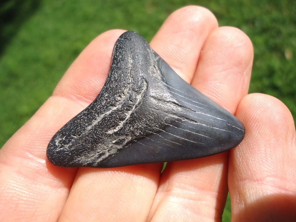 Large image 2 Bargain Price Megalodon Shark Tooth