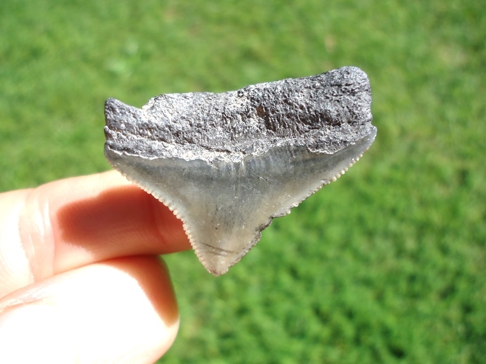 Large image 1 Bargain Price Megalodon Shark Tooth