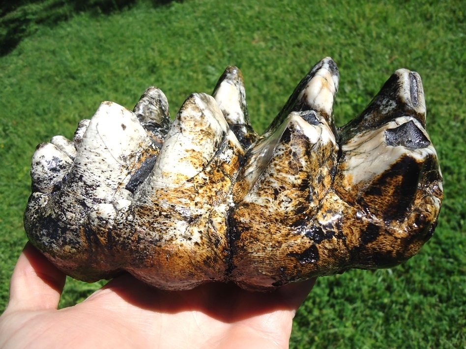 Large image 1 One-of-a-Kind Incredibly Colorful Mastodon Tooth