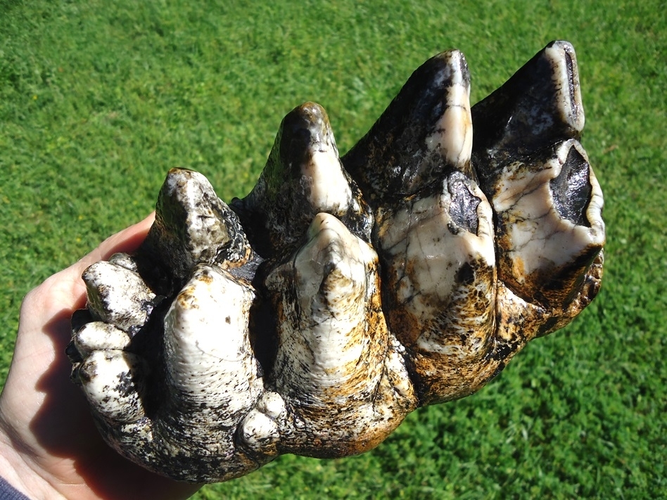 Large image 2 One-of-a-Kind Incredibly Colorful Mastodon Tooth