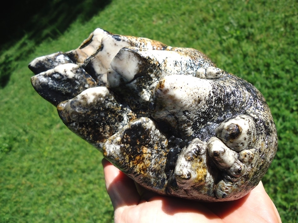 Large image 3 One-of-a-Kind Incredibly Colorful Mastodon Tooth