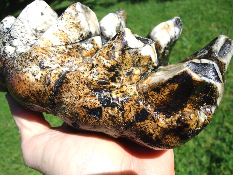 Large image 4 One-of-a-Kind Incredibly Colorful Mastodon Tooth