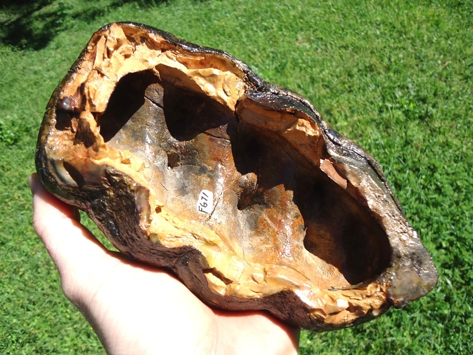 Large image 7 One-of-a-Kind Incredibly Colorful Mastodon Tooth