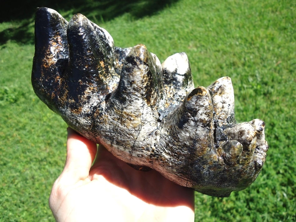 Large image 8 One-of-a-Kind Incredibly Colorful Mastodon Tooth