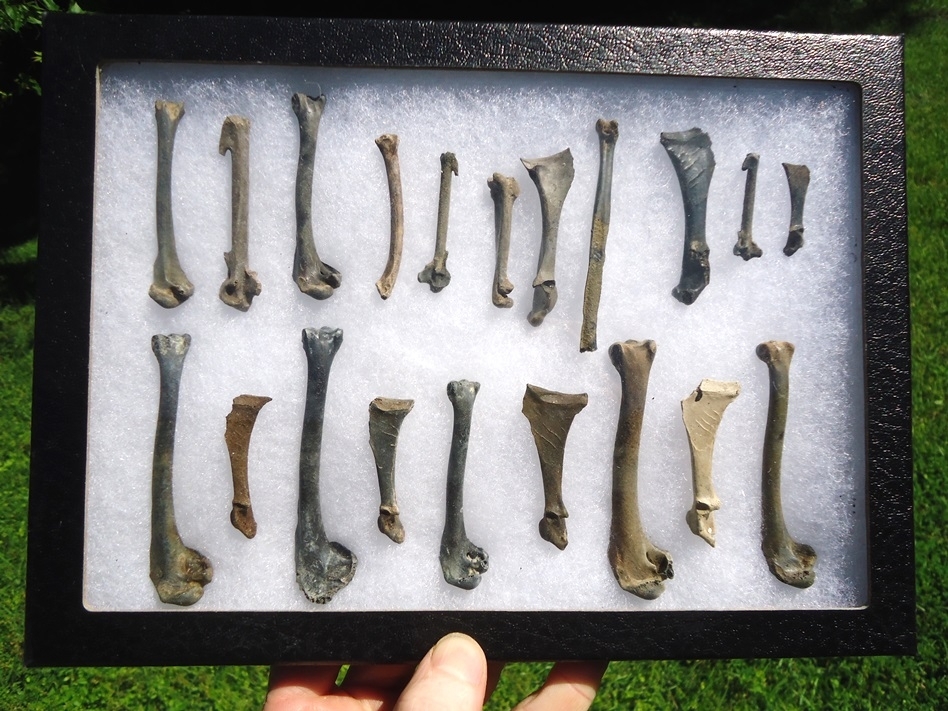 Large image 3 Collection of 20 Different Bird Bones