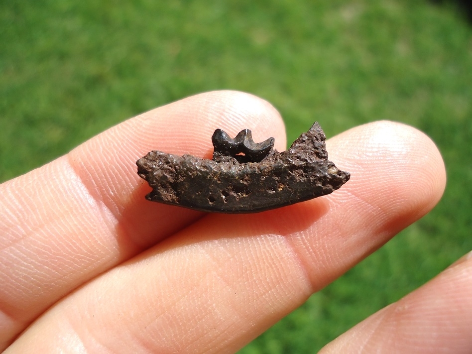 Large image 1 Very Rare Weasel Mandible with Carnassial