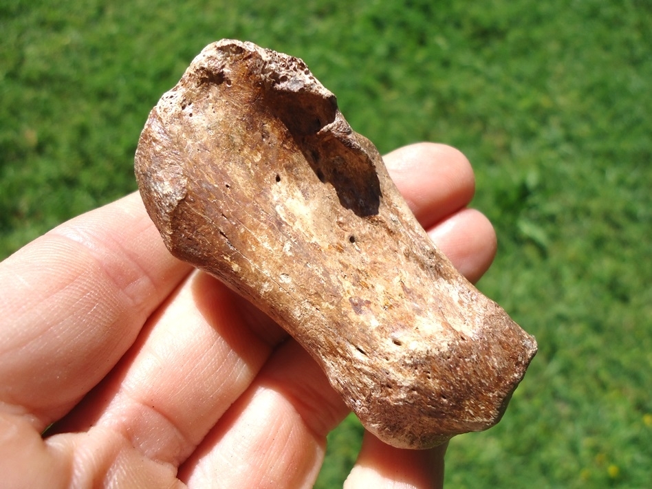 Large image 3 Female Spectacled Bear Calcaneum