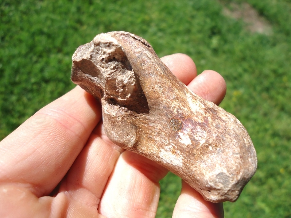 Large image 4 Female Spectacled Bear Calcaneum