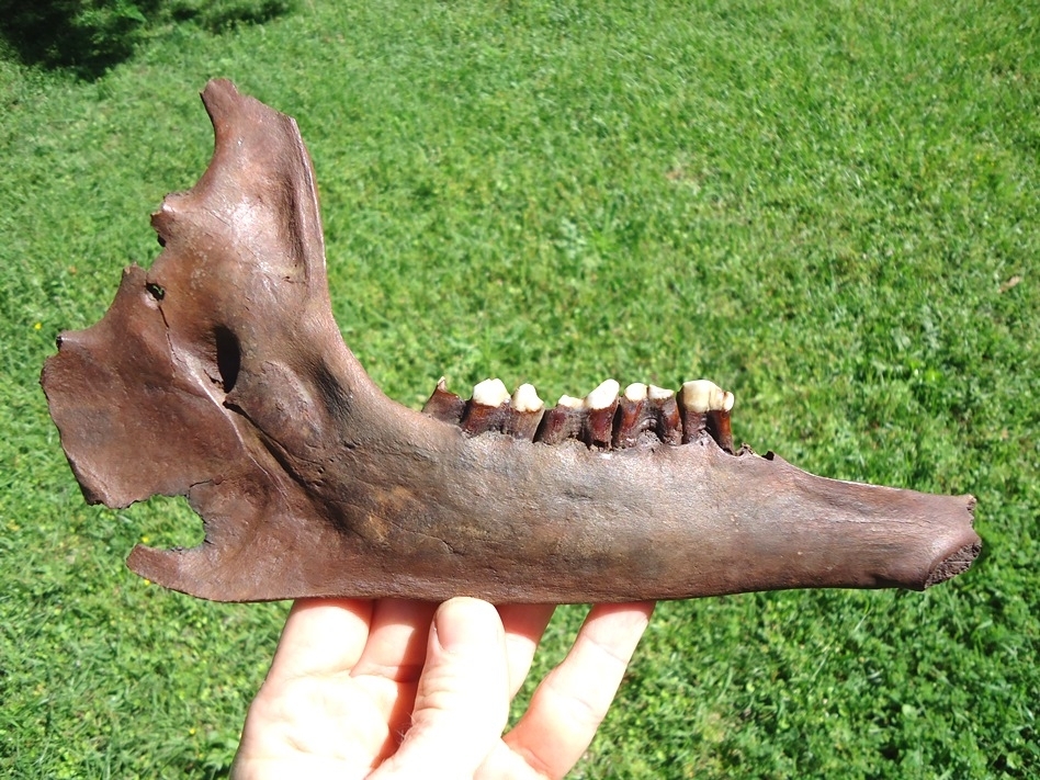 Large image 1 World Class Llama Mandible with Four Teeth