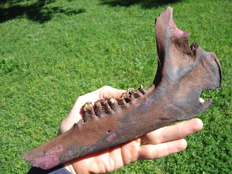 Large image 2 World Class Llama Mandible with Four Teeth