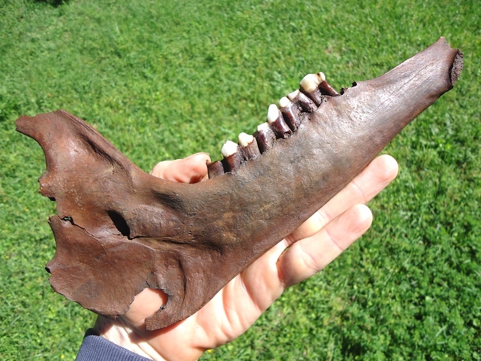 Large image 3 World Class Llama Mandible with Four Teeth