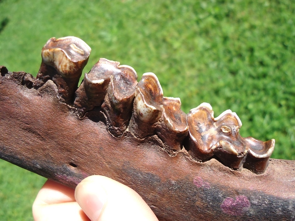 Large image 4 World Class Llama Mandible with Four Teeth