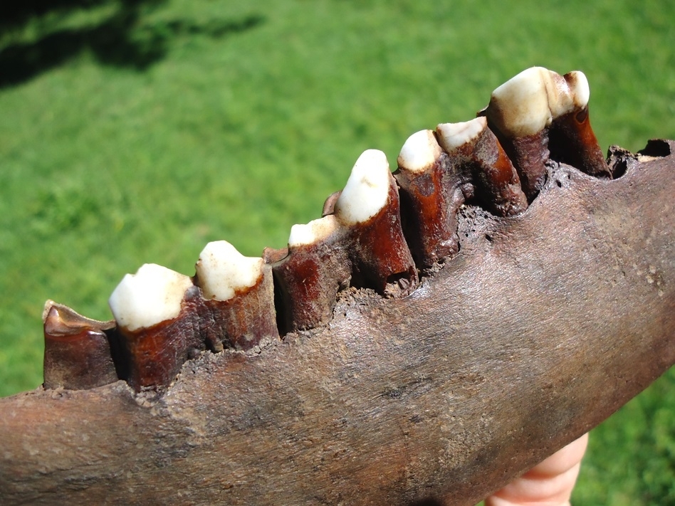 Large image 5 World Class Llama Mandible with Four Teeth