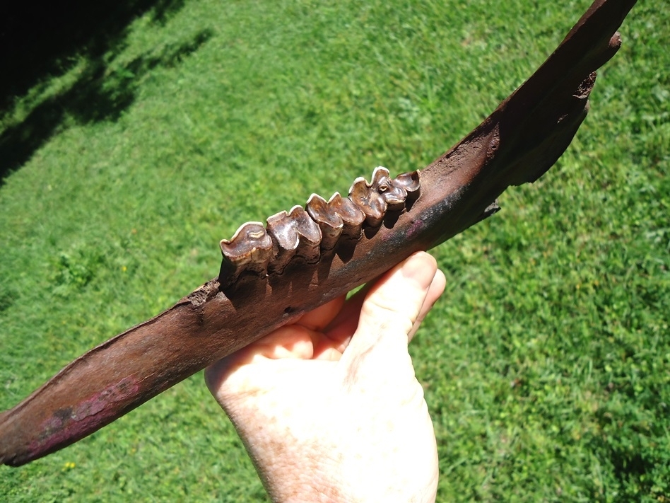 Large image 6 World Class Llama Mandible with Four Teeth