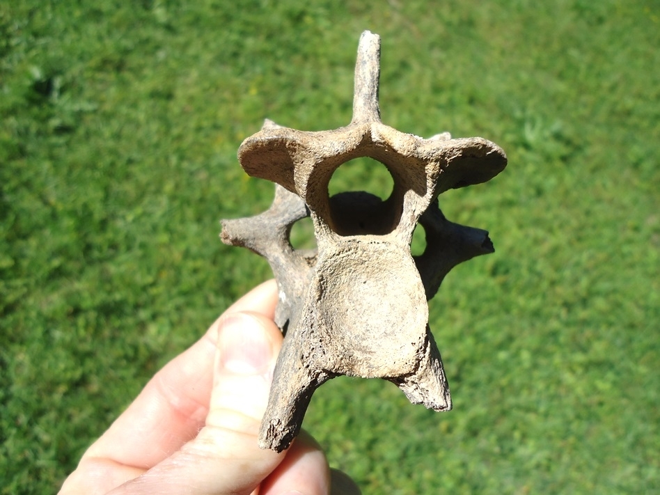 Large image 1 Choice Deer Cervical Vertebra