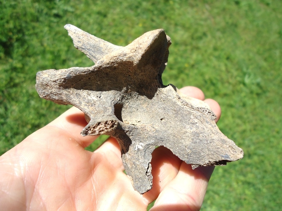 Large image 2 Choice Deer Cervical Vertebra