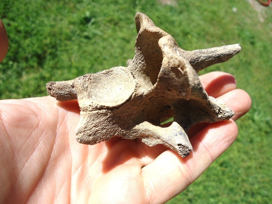 Large image 3 Choice Deer Cervical Vertebra