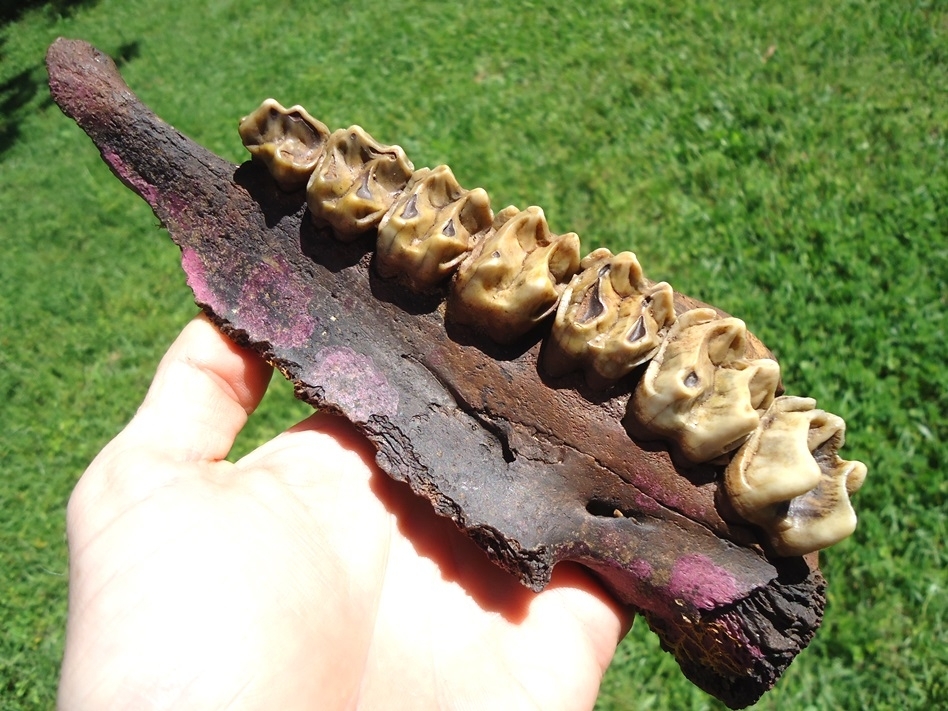 Large image 1 The Finest Tapir Maxilla with Seven Teeth