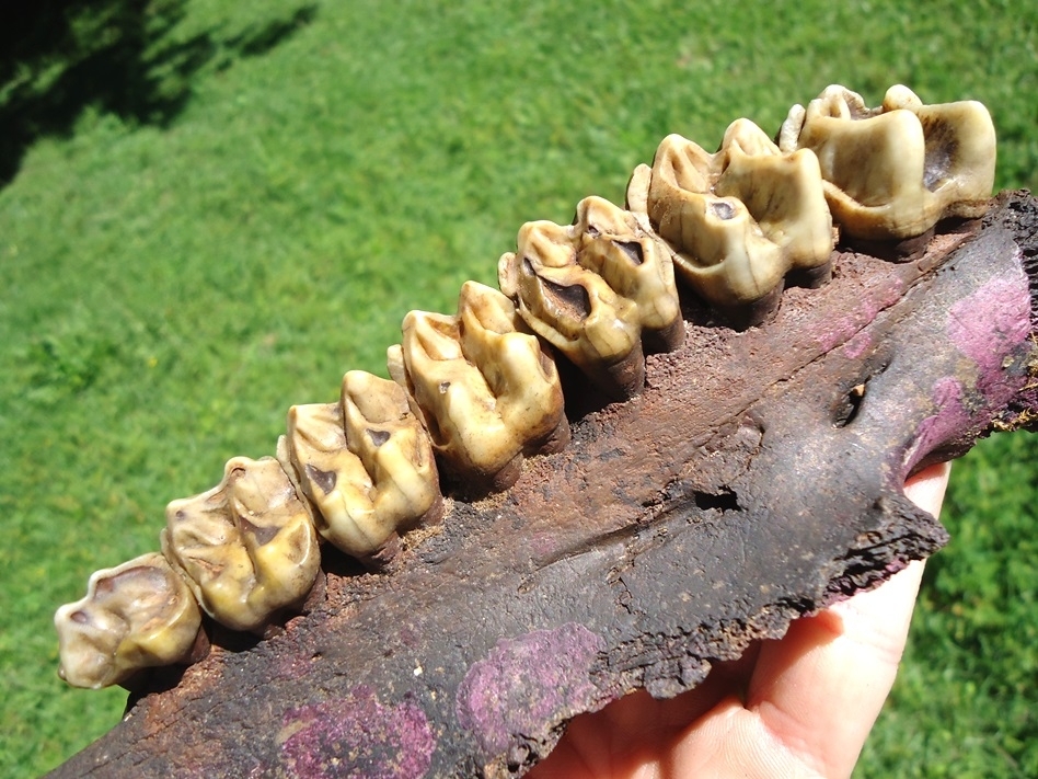 Large image 6 The Finest Tapir Maxilla with Seven Teeth