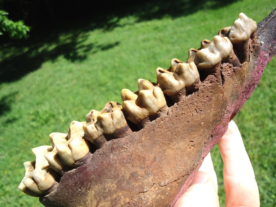 Large image 8 The Finest Tapir Maxilla with Seven Teeth