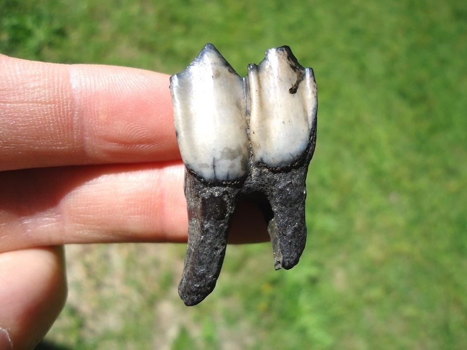 Large image 1 Choice Llama Molar