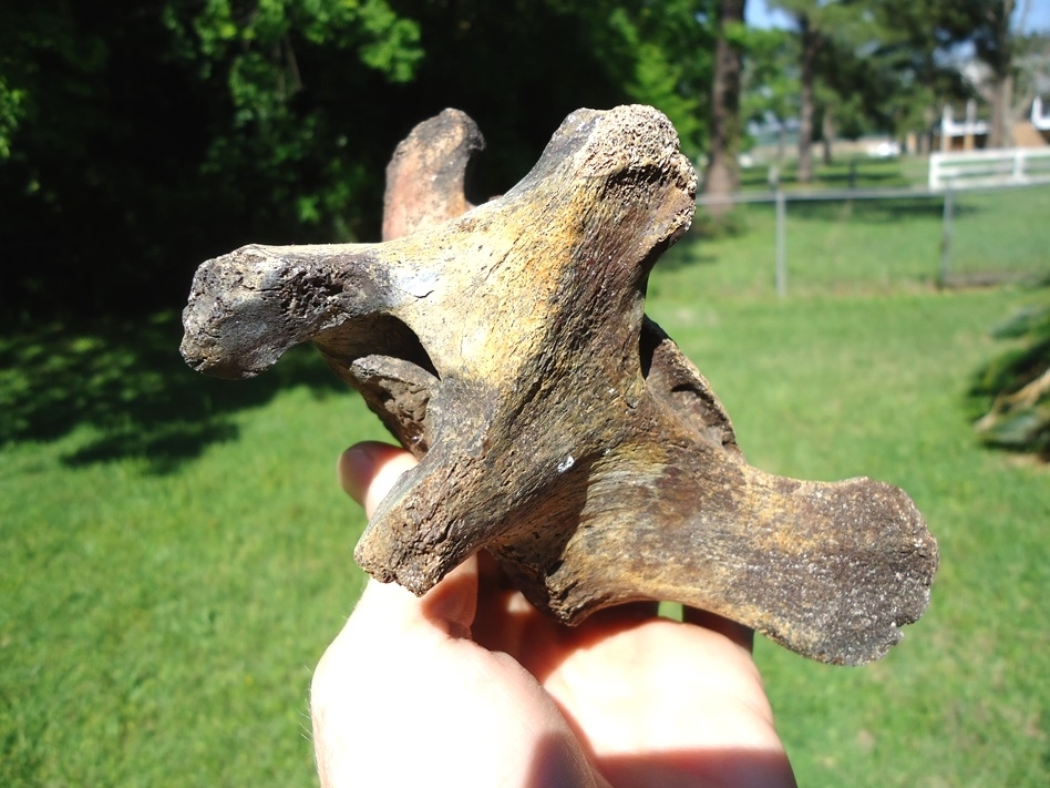 Large image 3 Extra Large Sloth Vertebra