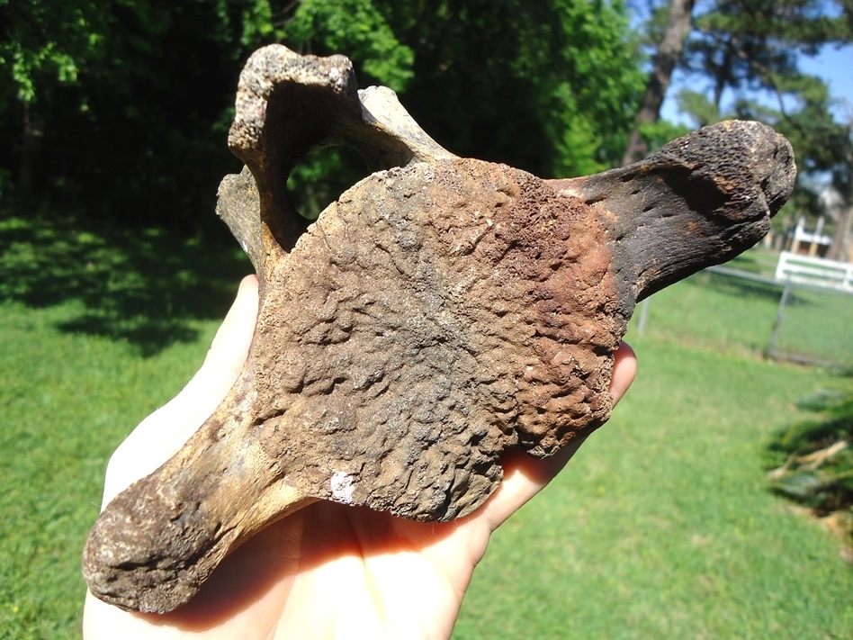 Large image 4 Extra Large Sloth Vertebra