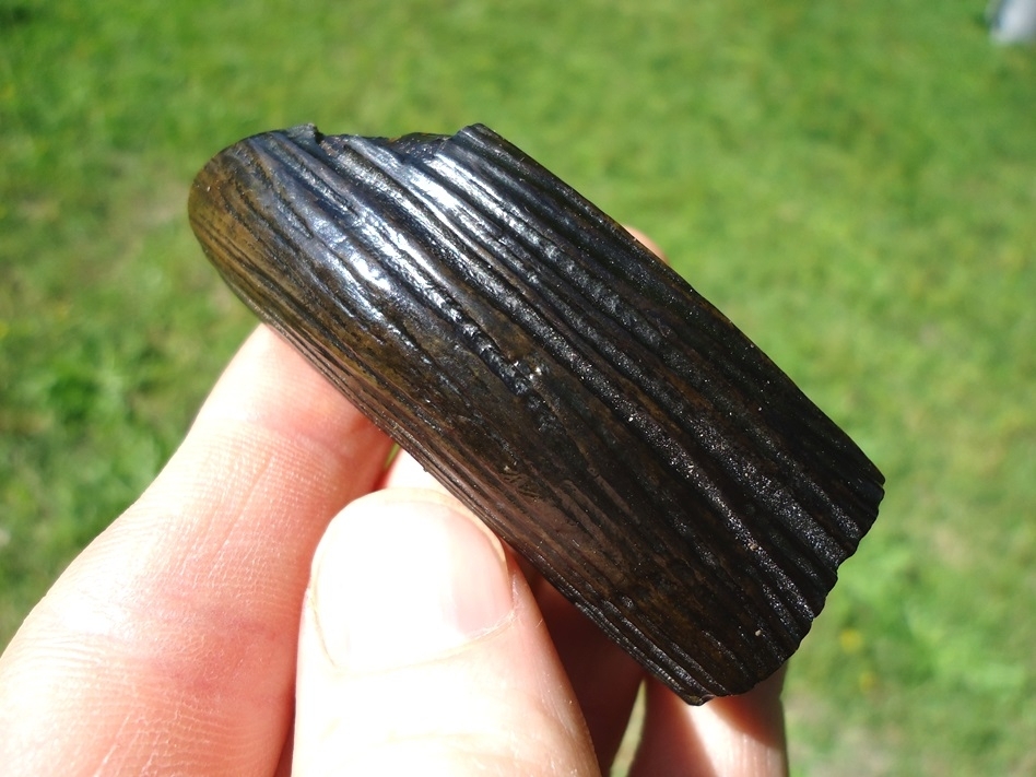 Large image 1 Section of Giant Beaver Incisor with Chewing Surface