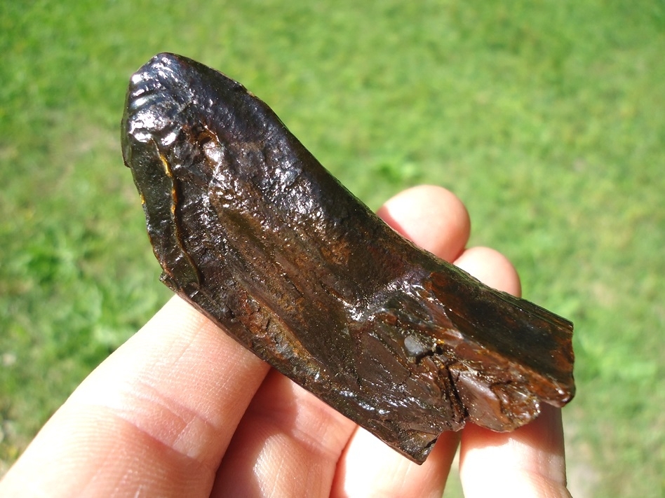 Large image 2 Section of Giant Beaver Incisor with Chewing Surface
