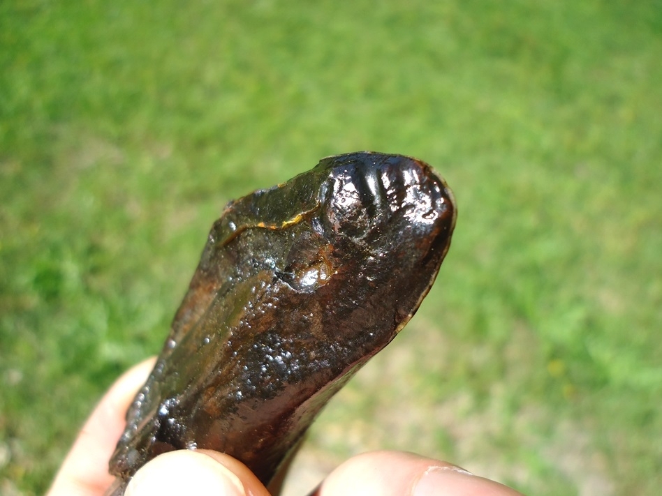 Large image 3 Section of Giant Beaver Incisor with Chewing Surface