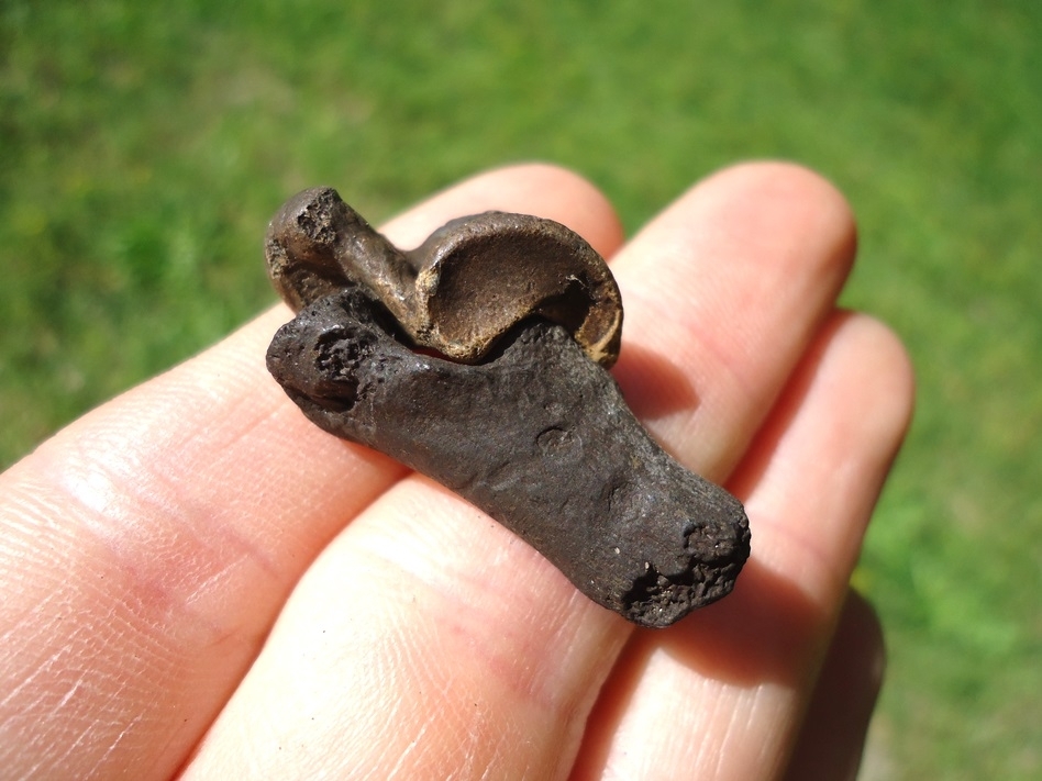 Large image 1 Matched Raccoon Calcaneum and Astragalus