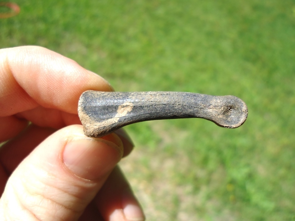 Large image 1 Uncommon Large Wading Bird Toe Bone