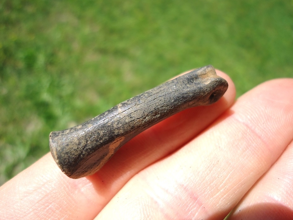 Large image 2 Uncommon Large Wading Bird Toe Bone