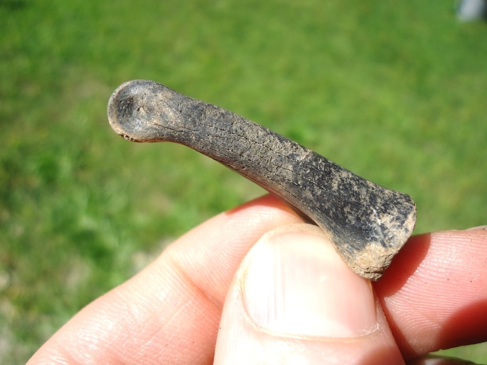 Large image 3 Uncommon Large Wading Bird Toe Bone