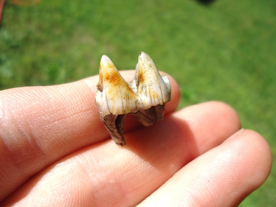 Large image 2 Beautiful Quality Peccary Molar