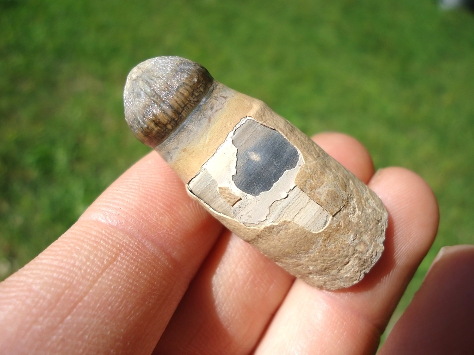 Large image 1 Top Quality Fully Rooted Alligator Tooth