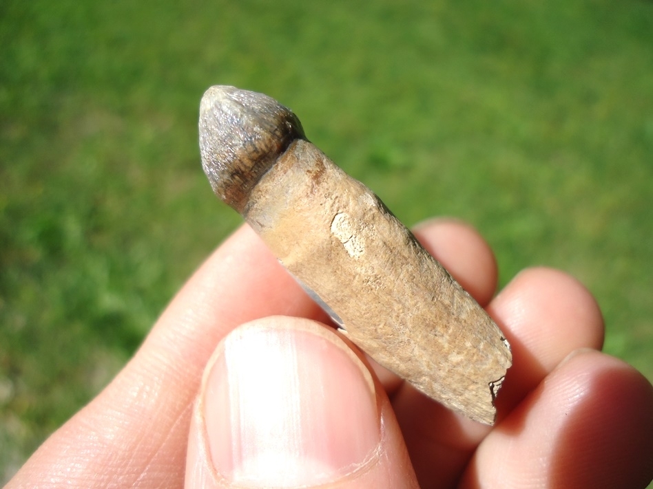 Large image 2 Top Quality Fully Rooted Alligator Tooth