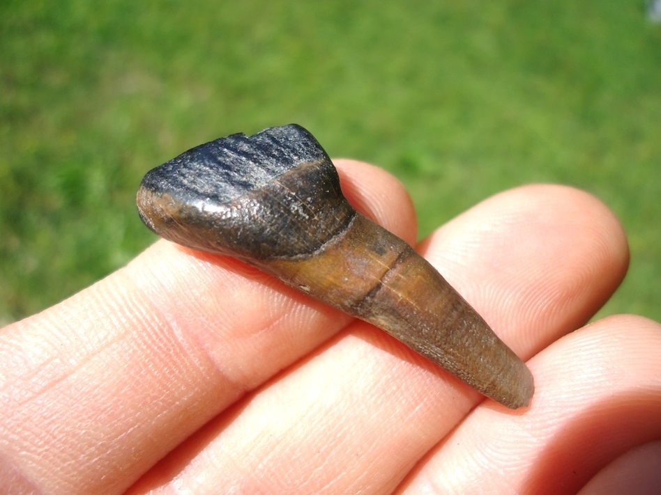 Large image 1 Immaculate Horse Deciduous Incisor Tooth