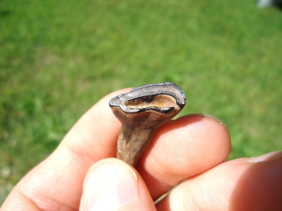 Large image 2 Immaculate Horse Deciduous Incisor Tooth