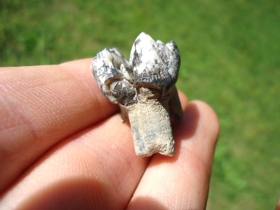 Large image 1 Colorful Rooted Manatee Tooth