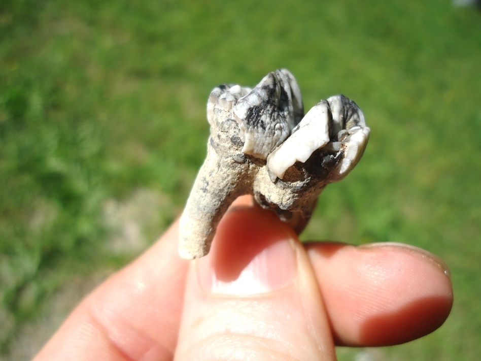 Large image 2 Colorful Rooted Manatee Tooth