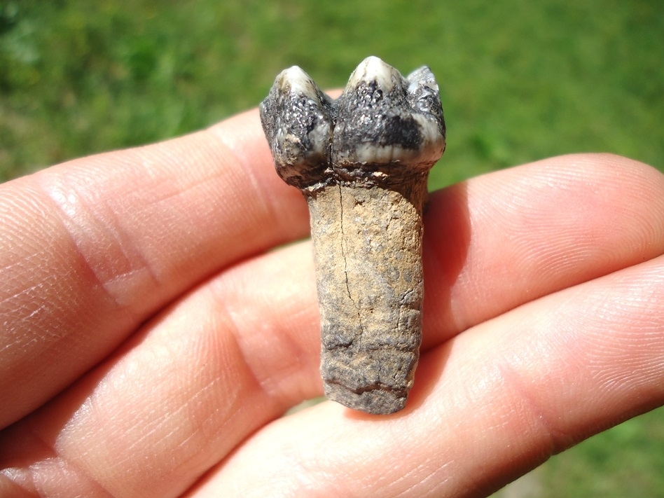 Large image 2 Colorful Rooted Manatee Tooth