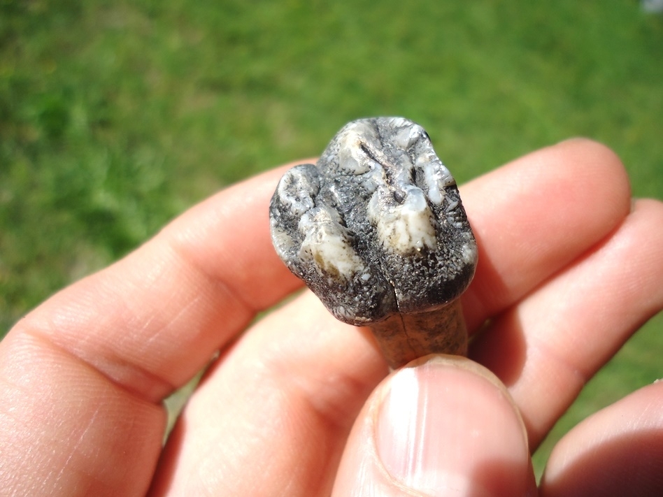 Large image 3 Colorful Rooted Manatee Tooth